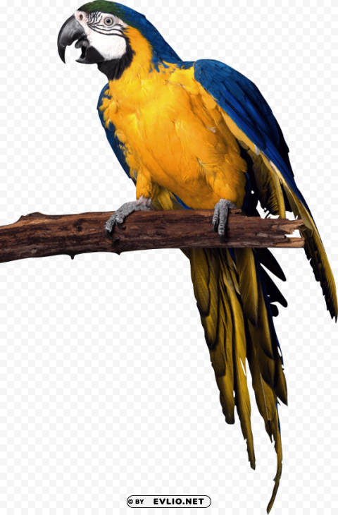 yellow blue pirate parrot Isolated Subject with Transparent PNG
