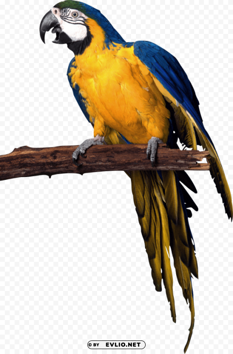 Yellow Blue Pirate Parrot Isolated Subject With Transparent PNG