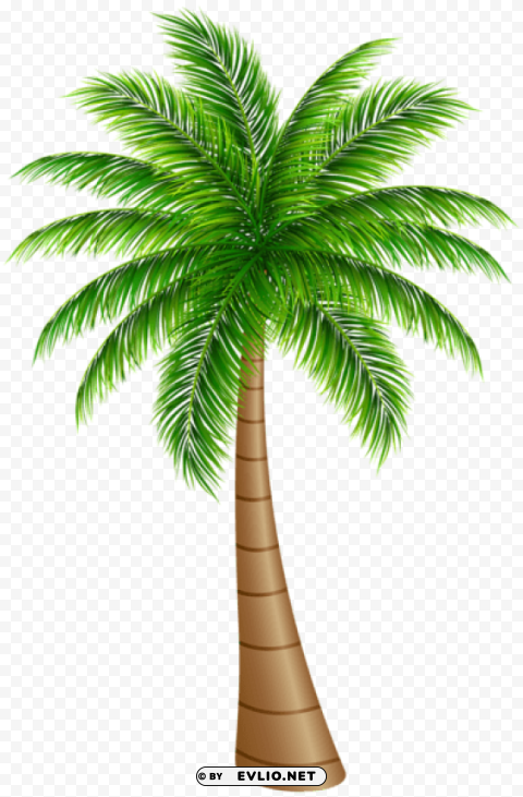 palm tree large Transparent graphics