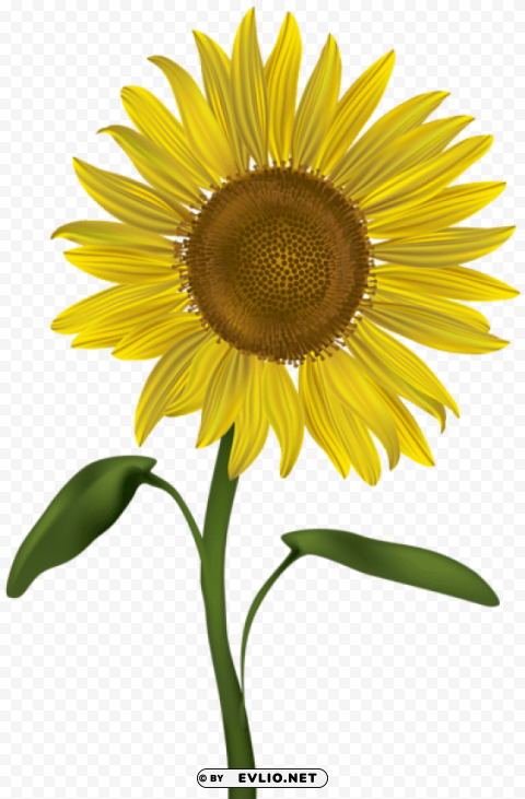 sunflower transparent Clear Background PNG Isolated Element Detail