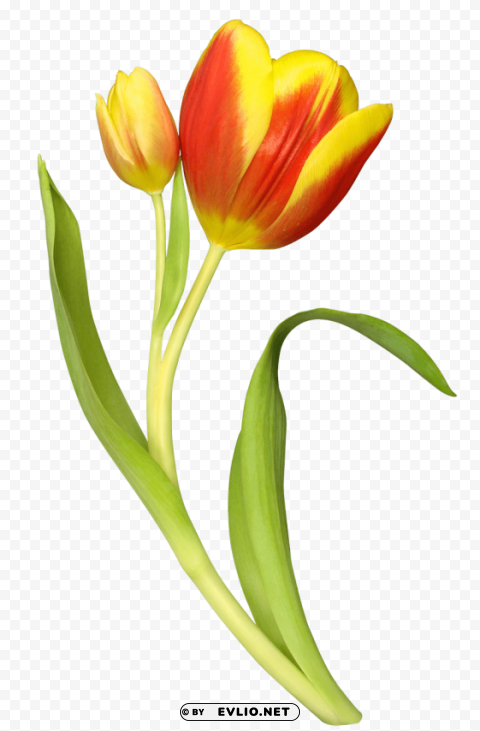 tulip Isolated Character with Transparent Background PNG