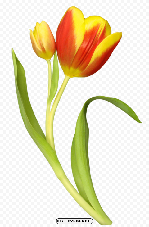 PNG image of tulip Isolated Character with Transparent Background PNG with a clear background - Image ID 3acc7a6c