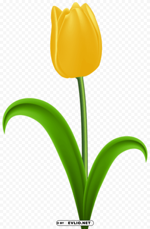 yellow tulip Isolated Object on Transparent Background in PNG