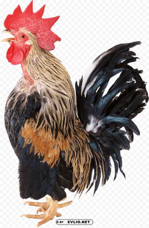 cock Free PNG images with transparent background