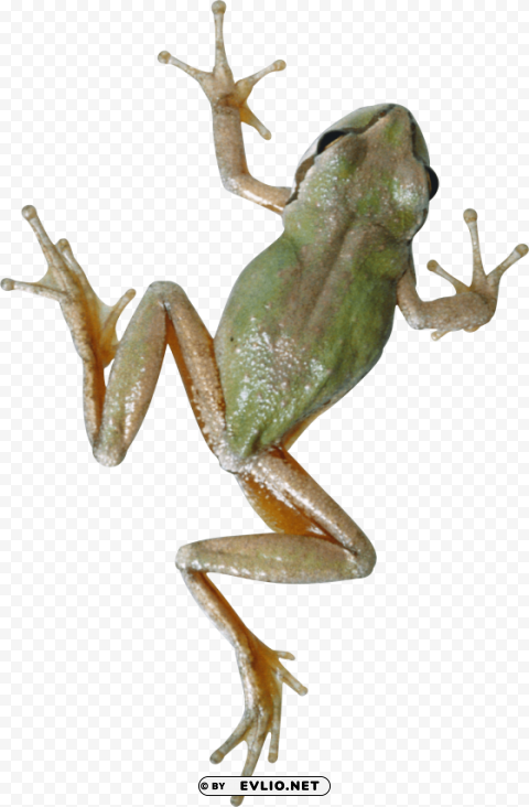 frog Isolated PNG Image with Transparent Background