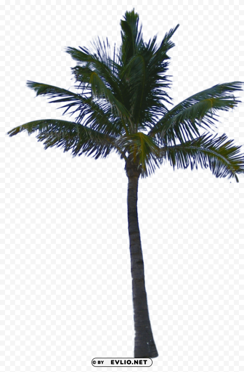 palm tree Transparent PNG Isolated Object clipart png photo - 1738a4b6