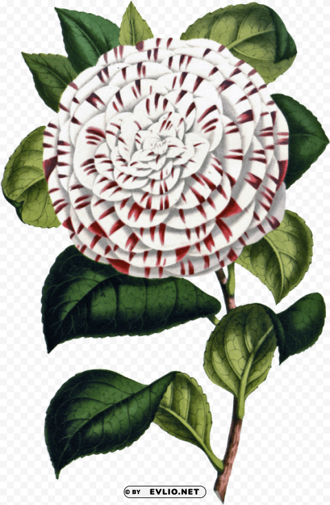 Flower PNG Art