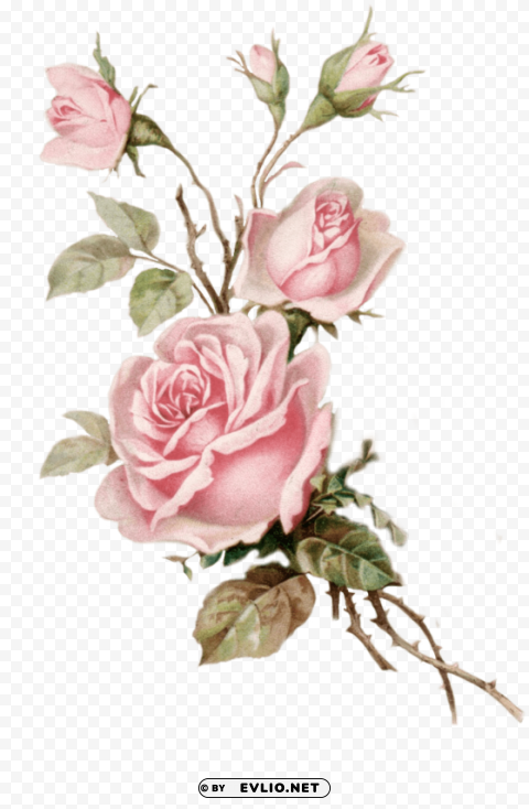 old rose PNG pictures with no background required PNG transparent with Clear Background ID e8c0783d
