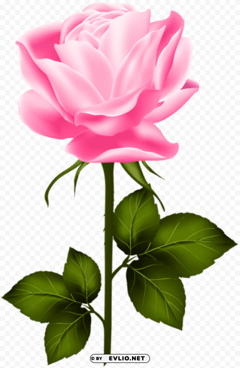 pink rose with stem Isolated Design Element on Transparent PNG