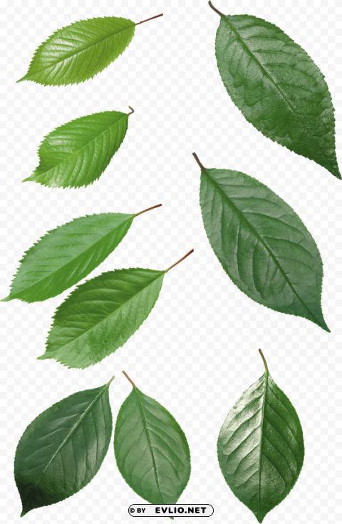 green leaves High-quality transparent PNG images comprehensive set