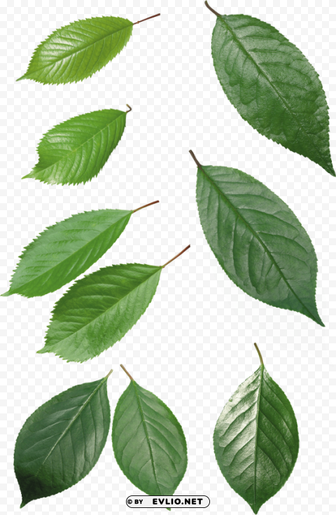 PNG image of green leaves High-quality transparent PNG images comprehensive set with a clear background - Image ID a31152e2