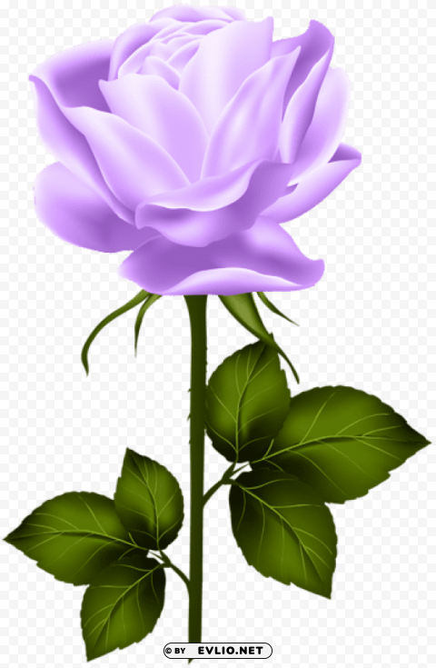 purple rose with stem Isolated Element with Clear PNG Background