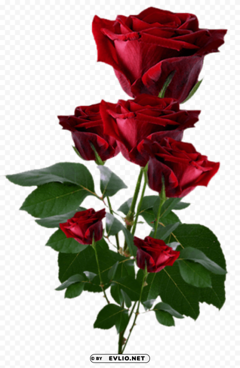 PNG image of red roses Clear PNG with a clear background - Image ID a869994a