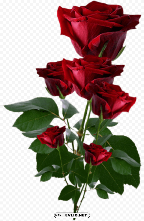 roses PNG transparent photos mega collection