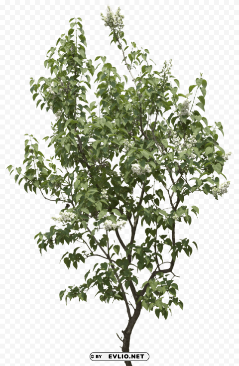 PNG image of tree PNG images with no background assortment with a clear background - Image ID ee4d3a3d