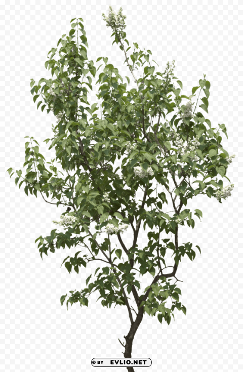 tree PNG Image Isolated with Transparency