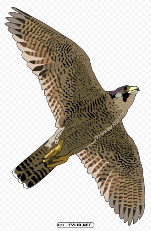 falcon PNG transparent designs for projects