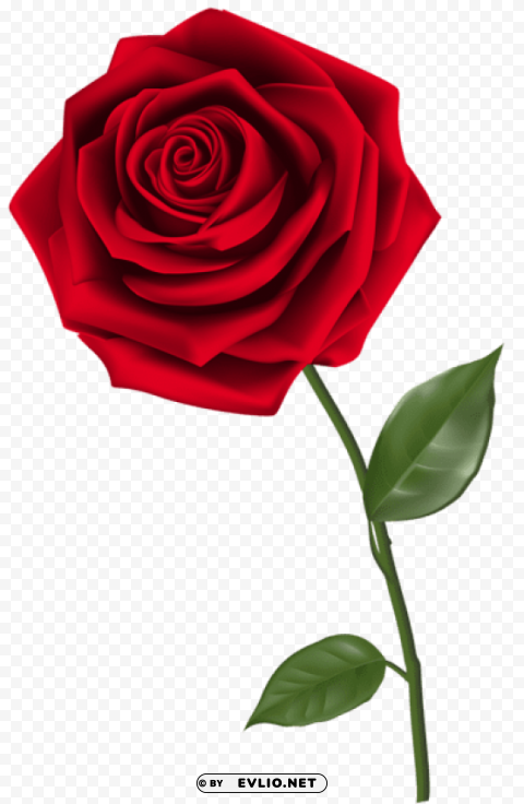 single red rose PNG for presentations