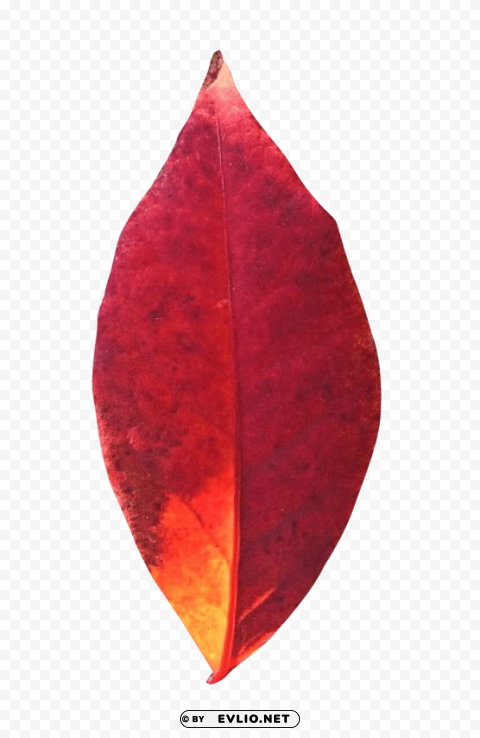 autumn leaf Isolated Element in HighQuality PNG