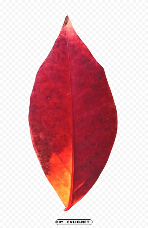 Autumn Leaf Isolated Element In HighQuality PNG