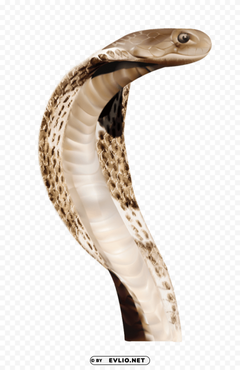 cobra head snake PNG transparent photos vast variety