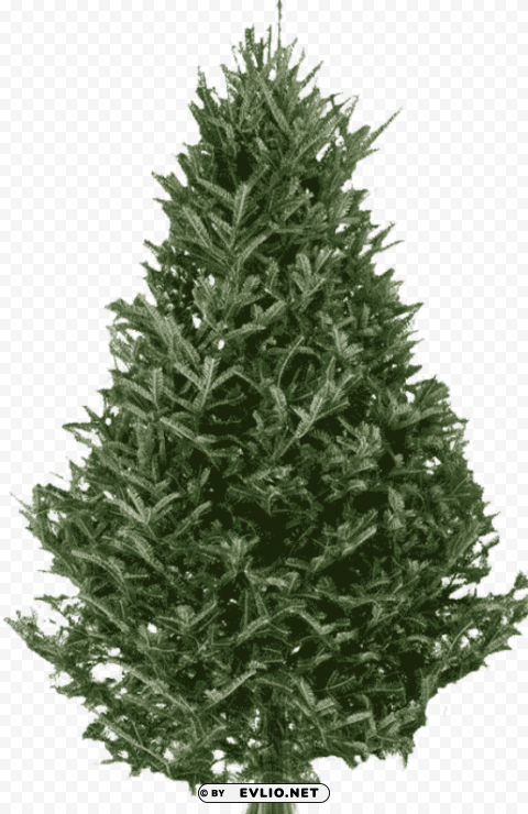 fraser fir christmas tree - real fraser fir christmas tree Clear PNG pictures compilation