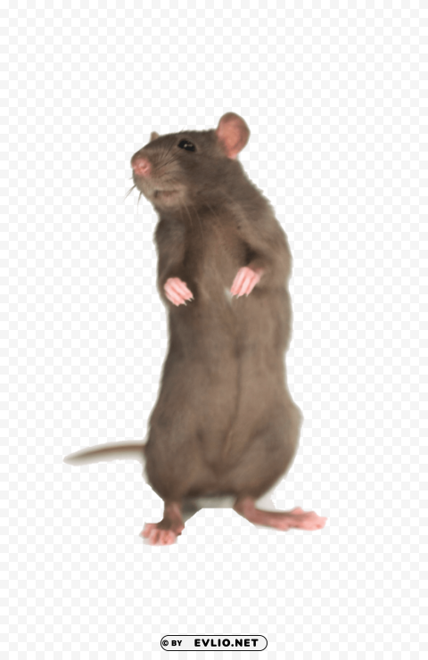 mouse free desktop Clear PNG file