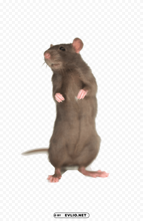 Mouse Free Desktop Clear PNG File