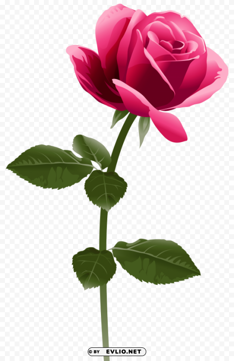 pink rose image PNG images with no watermark