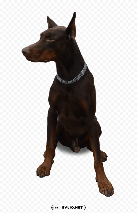 dog sitting Free PNG images with alpha channel set
