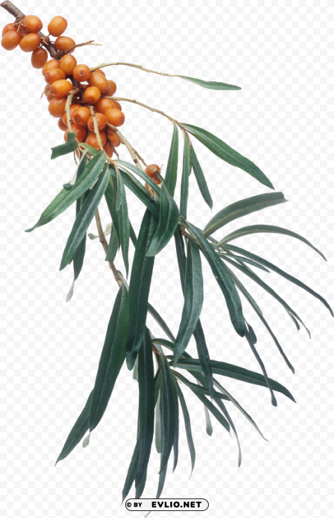 sea buckthorn PNG with clear overlay