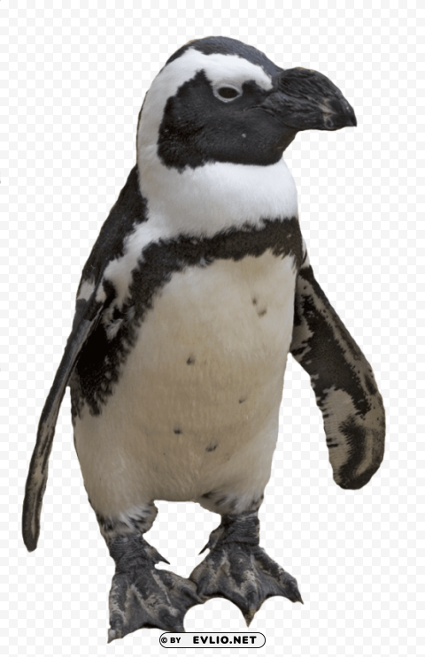 small penguin PNG for educational use