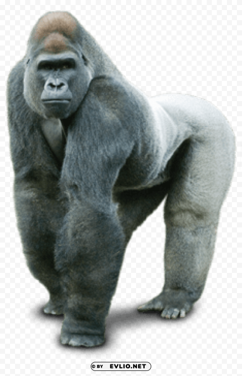 gorilla Isolated Character with Transparent Background PNG