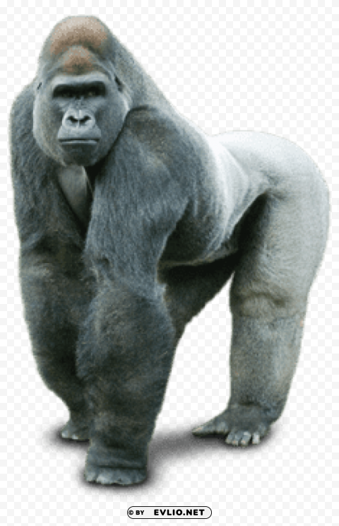 gorilla silver back PNG transparent designs