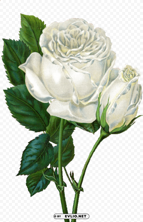 rose background simple white PNG transparent pictures for editing