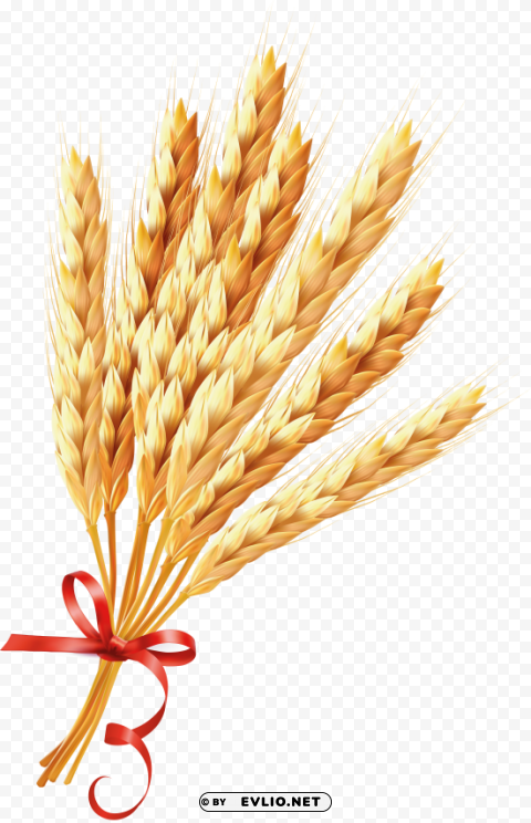 Wheat PNG files with no background wide assortment