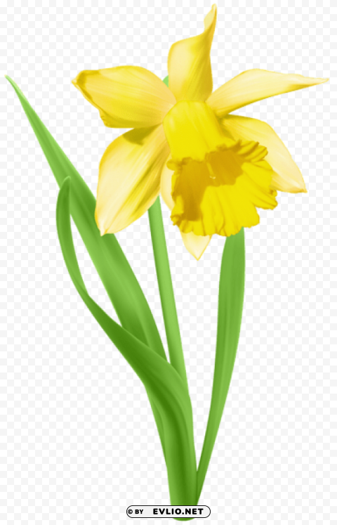 daffodil transparent PNG for personal use