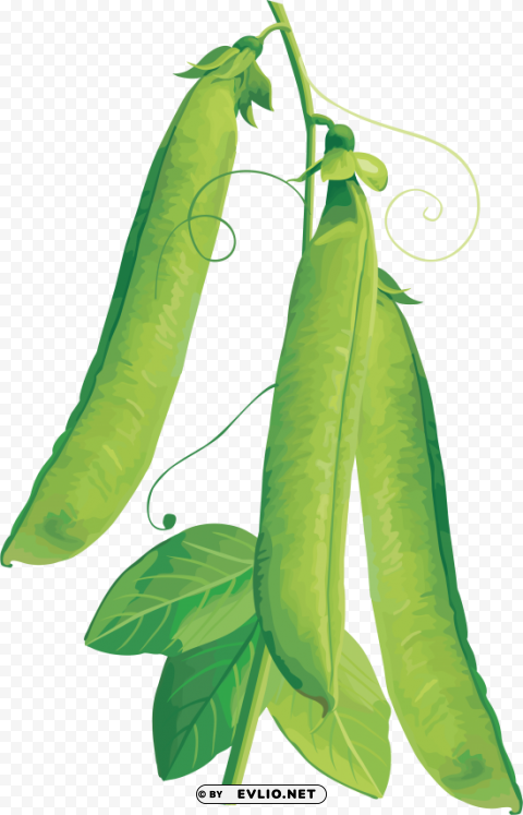 pea No-background PNGs clipart png photo - 240ef71a