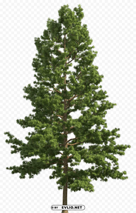 pine realistic tree Free PNG