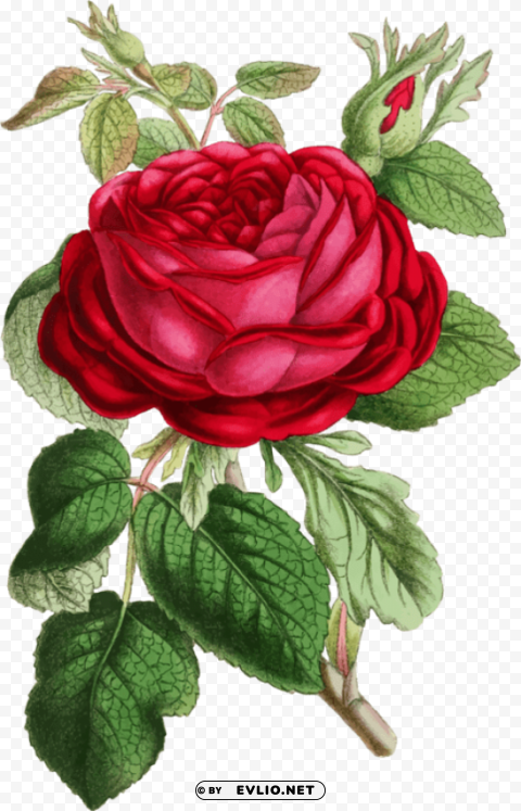 Red Roses Illustration PNG Transparent Graphics For Download