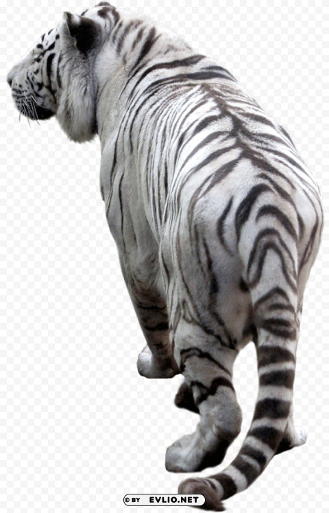 white tiger back Isolated Icon in Transparent PNG Format png images background - Image ID 86a0579a