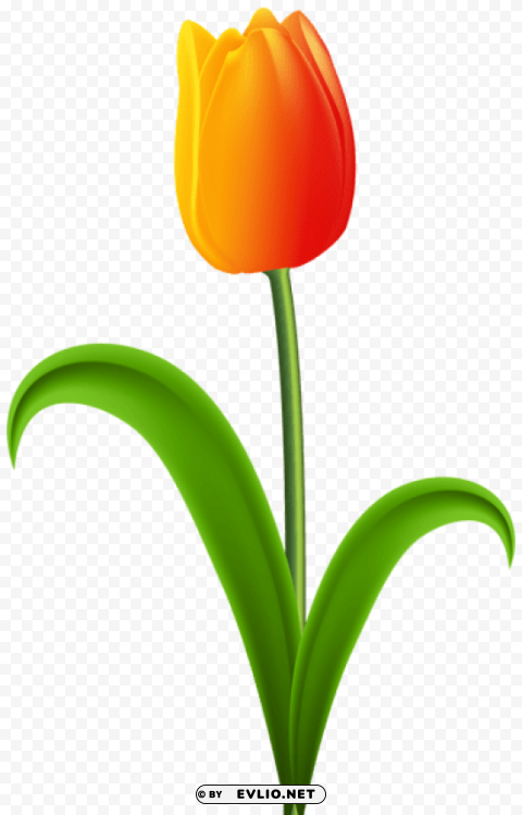 beautiful tulip Isolated Object with Transparency in PNG