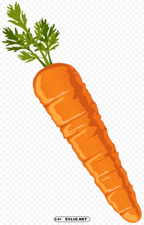 carrot Isolated Artwork on Clear Background PNG