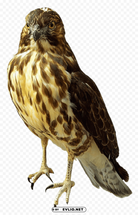 falcon standing PNG Image Isolated with Transparent Clarity
