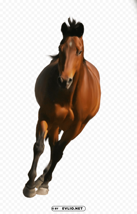 horse front PNG with clear background extensive compilation