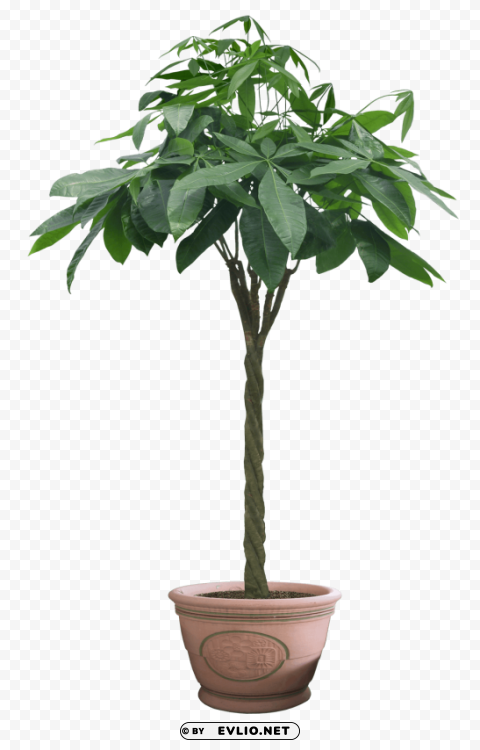 Plant PNG Isolated Subject with Transparency