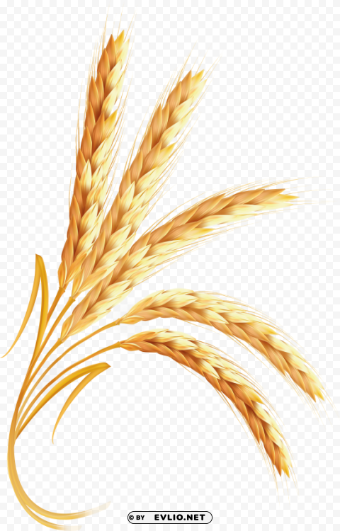 Wheat PNG Image Isolated with Transparent Detail