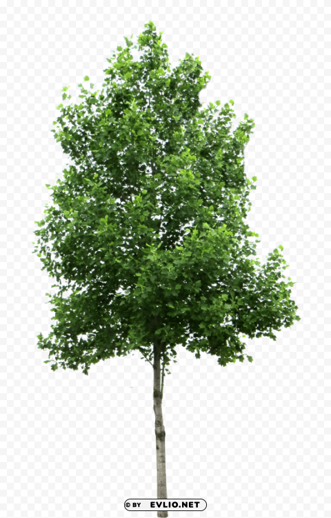 PNG image of tree Transparent Background Isolated PNG Item with a clear background - Image ID ac657a85