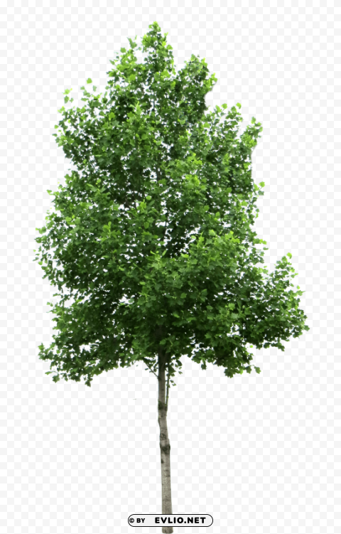 Tree Transparent Background Isolated PNG Item