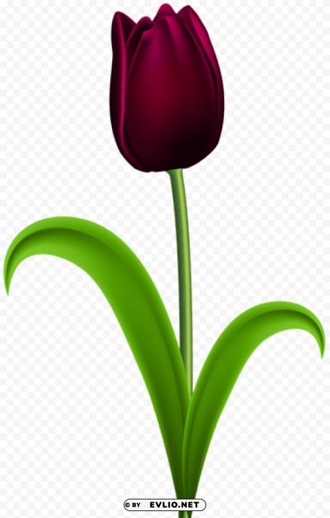 PNG image of dark red tulip Isolated Icon on Transparent Background PNG with a clear background - Image ID 766f3577